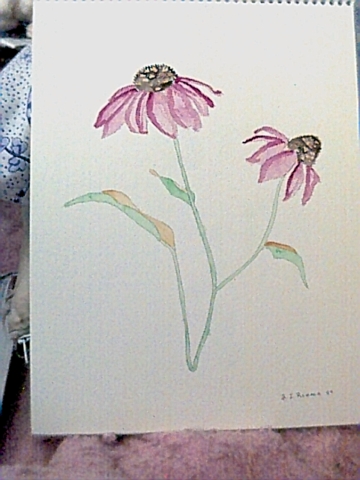 purpleconeflower.jpg